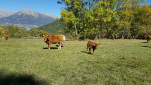 Photo de la galerie de l'établissement Gîte de Boscodon, à Crots 7 autres photos