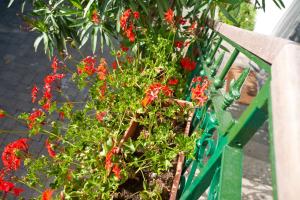 Fotografia z galérie ubytovania PAPE PUNAT apartmani i sobe v destinácii Punat