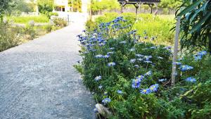 a bunch of blue flowers on the side of a road at Aloni Studios and Apartments in Lassi