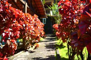 un percorso fiancheggiato da piante rosse in un giardino di Pousada Agua Cristalina a Cachoeiras de Macacu
