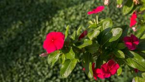 a group of red flowers on a green bush at Four Seasons 2 in Paralia Katerinis
