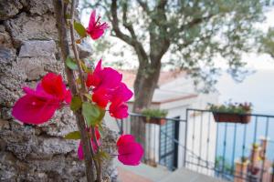 a group of pink flowers on a stone wall at Il Glicine in Cetara