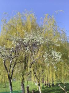 Foto dalla galleria di Cottage Poe a Poienari