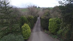 a road through a garden with bushes and trees at Pinewood Lodge Guest House in Omagh