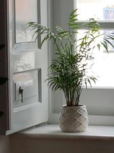 una planta en un jarrón sentada en un alféizar de la ventana en Hydra Memories House en Hydra