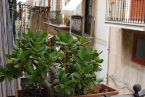 une plante verte dans un pot sur un balcon dans l'établissement Casa Rubino, à Cefalù