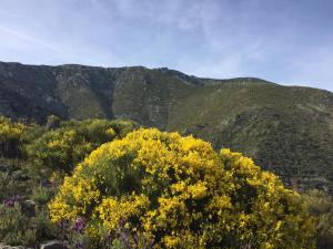 a field of yellow flowers with mountains in the background at Casa Rural Sierra de Tormantos in Guijo de Santa Bárbara