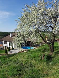 a flowering tree in a yard with a house and a pool at Holiday Home Arbanasi in Arbanasi