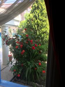 Сад в Marigold Otel