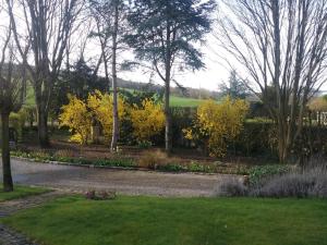 a garden with yellow flowers and trees and a path at Le Bel Isle in Echinghen
