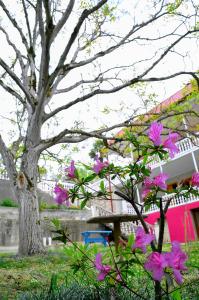 un árbol con flores rosas delante de un edificio en Sofia Guest House en Kutaisi