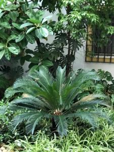 a palm tree in the middle of a garden at Apartamento de las doblas in Córdoba