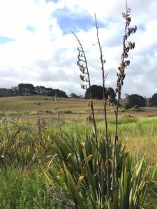 a tall plant in the middle of a field at Entabeni in Raglan