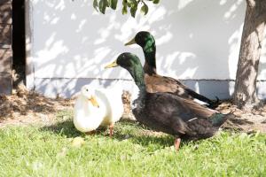 Állatok a vidéki vendégházban vagy a közelben