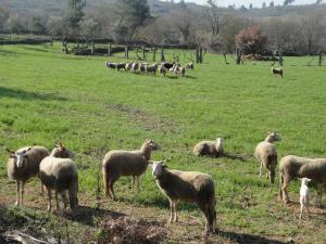 a herd of sheep grazing in a field at Casa do Brigadeiro in Lajeosa