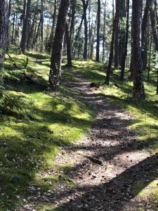 a dirt trail in the woods with trees at Apartments Isle of Pinecones in Nida