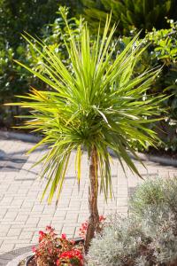 Fotografie z fotogalerie ubytování Vila Nela v Tučepi