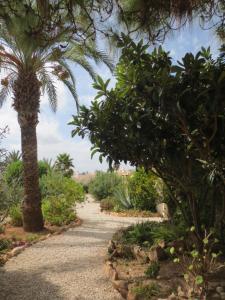 żwirowa ścieżka z palmą i krzewami w obiekcie Clubrent - Townhouse La Merced w mieście Calpe