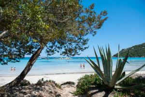 a palm tree on a beach with people in the water at Résidence Mobydick in Porto-Vecchio