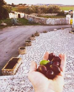 Fotografie z fotogalerie ubytování Masseria Cassiere v destinaci Mottola