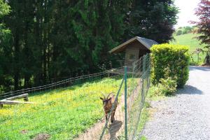 Kuvagallerian kuva majoituspaikasta Gîte La Gernelle, joka sijaitsee kohteessa Bouillon