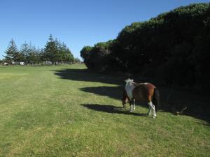 un caballo blanco y marrón parado en un campo en Monday Seaside Cottage en Whanganui