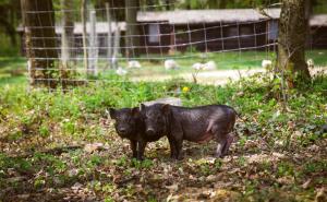 um pequeno porco preto parado na relva em Déjá Vu Szállás & Rendezvény Zirc em Zirc