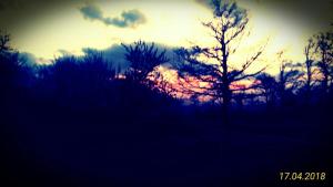 a silhouette of a tree in front of a sunset at Il Borgo Del Lupo in Sarteano