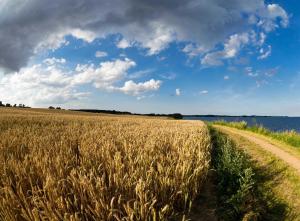 a field of wheat next to a dirt road at Gästehaus Wolf in Sierksdorf