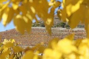 Fotografie z fotogalerie ubytování Hôtel Le Domaine des Vignes Ampuis Lyon Sud Vienne v destinaci Ampuis
