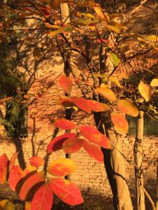 a tree with red leaves in front of a brick building at Corte Motte in Pegognaga