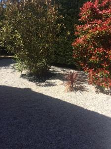 um jardim com flores e plantas no chão em Chambres Les Passiflores em Saint-Palais-sur-Mer