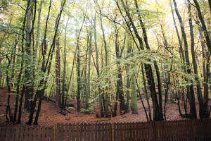 a forest of trees with a wooden fence at hostel leśny in Sopot