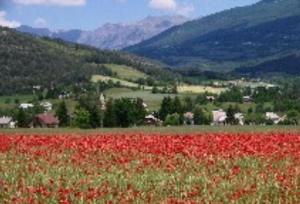 a poppy field with red flowers in a field at Appartements les Bressanes in Selonnet