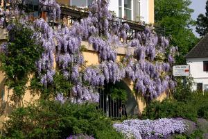 a wreath of purple flowers hanging off the side of a building at Villa Linke am Bodensee in Nonnenhorn