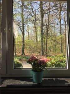 リューネブルクにあるWilschenbruchの窓枠に座って庭を見下ろす鉢植え