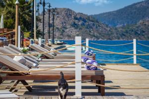 a black and white cat standing on a dock at Losta Sahil Evi 2 in Selimiye