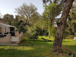 un patio con un árbol y una casa en Corsica Paddock, en Prunelli-di-Fiumorbo
