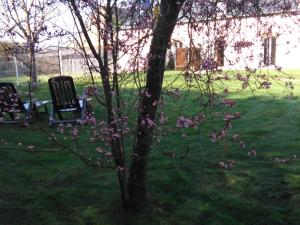 a tree with pink flowers on it in a yard at la longere de Lor'Phée in Chantepie