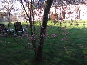 シャントピにあるla longere de Lor'Phéeの庭にピンクの花が咲く木