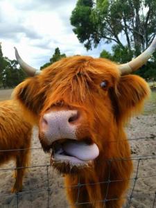 a cow with horns sticking its tongue out behind a fence at Nutcrackers Lodge in Esperance