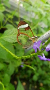 a butterfly is sitting on a purple flower at The Butterflies Wood House in Reshafim