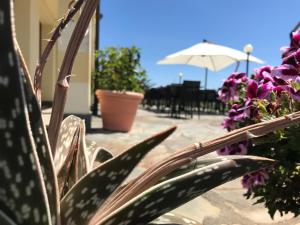 a plant with purple flowers and an umbrella at Albergo Luna di Marzo in Volastra