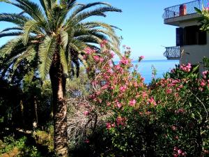 un palmier et des fleurs devant un bâtiment dans l'établissement Casa Canape, à Gioiosa Marea