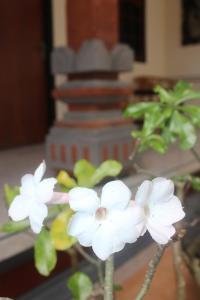 Zahrada ubytování JS Guest House