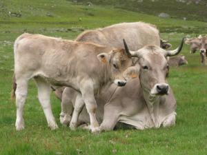 two cows standing next to each other in a field at La Posada de Cucayo in Dobres