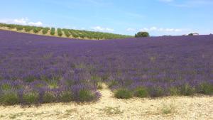 グレウー・レ・バンにあるles garriguesの畑の中の紫花畑