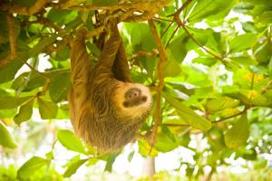 a three toed sloth hanging from a tree at Villas del Caribe in Puerto Viejo