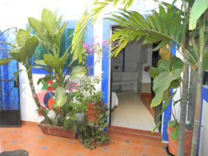 un corridoio con un mucchio di piante in una stanza di Posada Joan Sebastian a Taxco de Alarcón