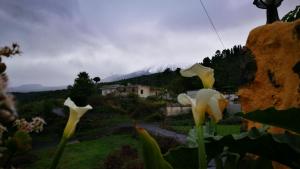 Príroda v okolí of the country house